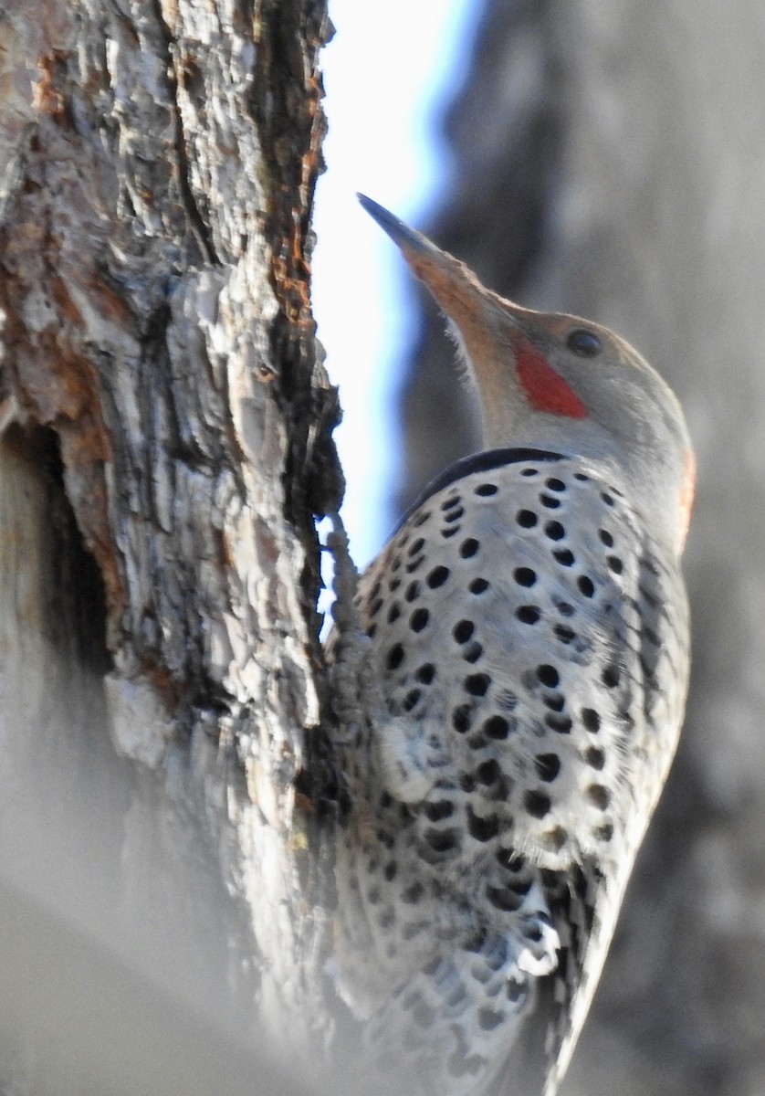 Northern Flicker (Yellow-shafted x Red-shafted) - ML305345531