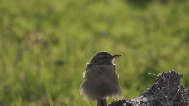 Paddyfield Pipit - ML305346181