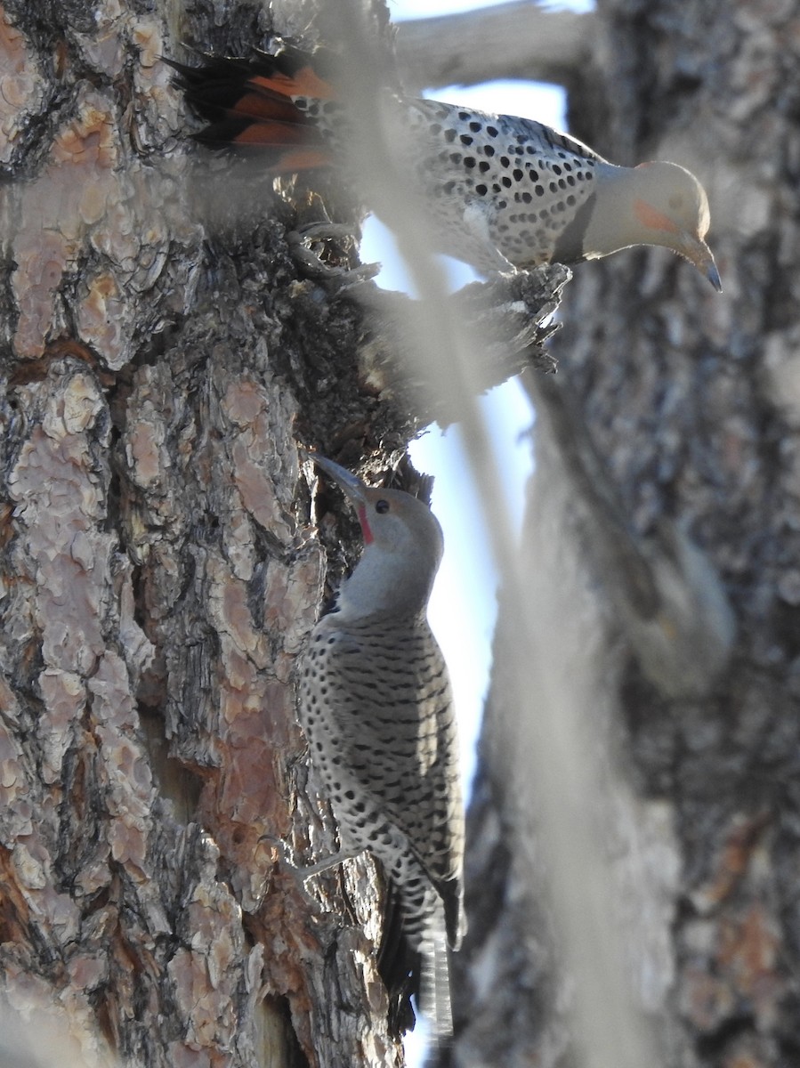 Northern Flicker (Yellow-shafted x Red-shafted) - ML305349141