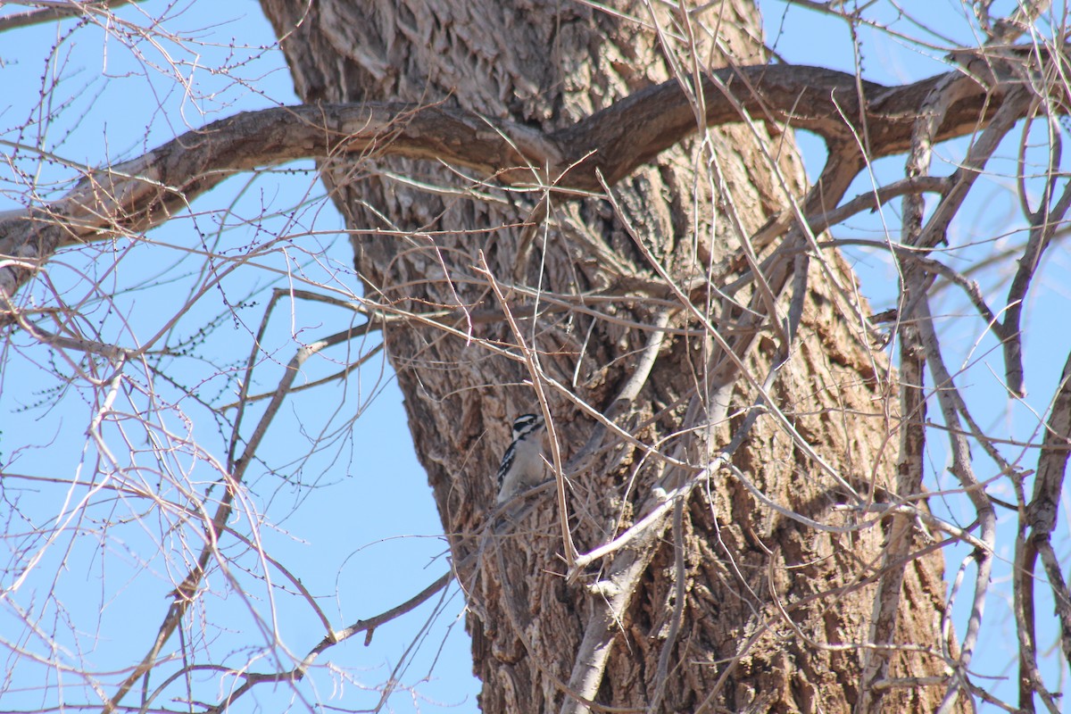 Downy Woodpecker - ML305349171