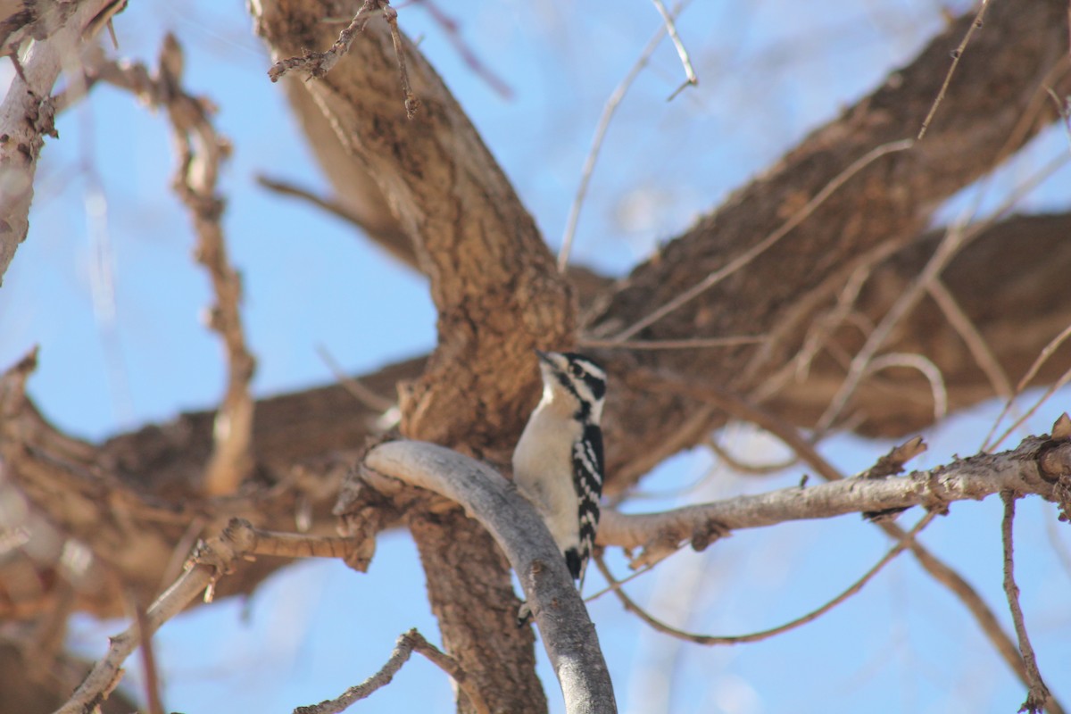 Downy Woodpecker - ML305349181