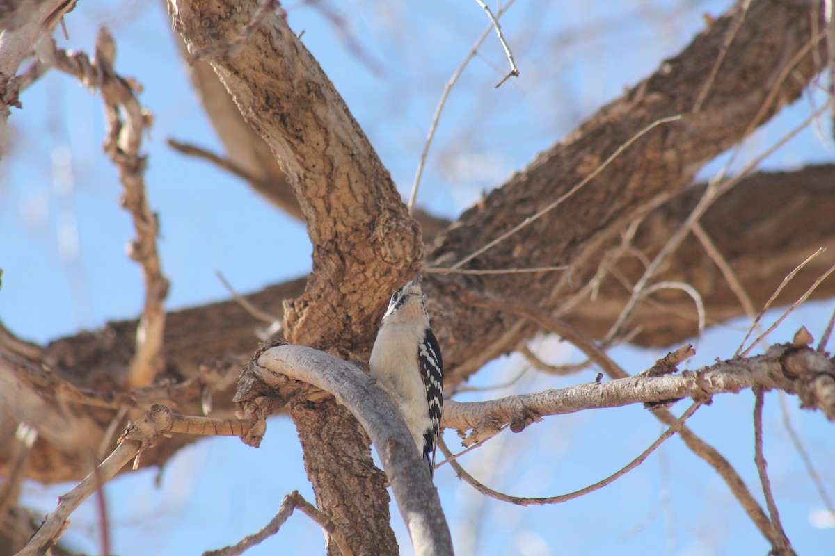 Downy Woodpecker - ML305349231