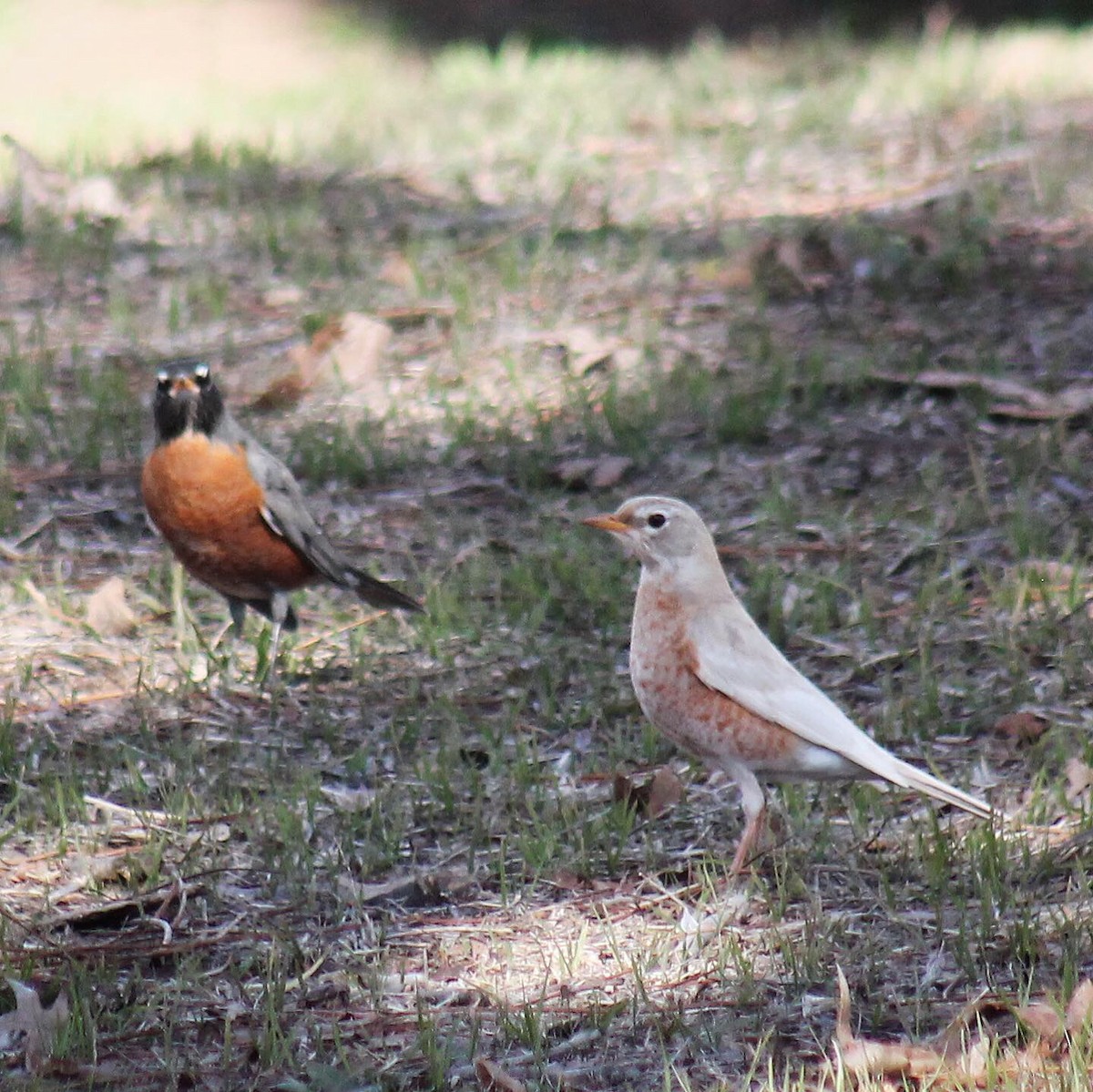 American Robin - Brad Shine