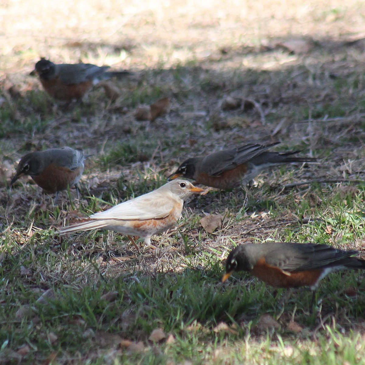 American Robin - ML305349551