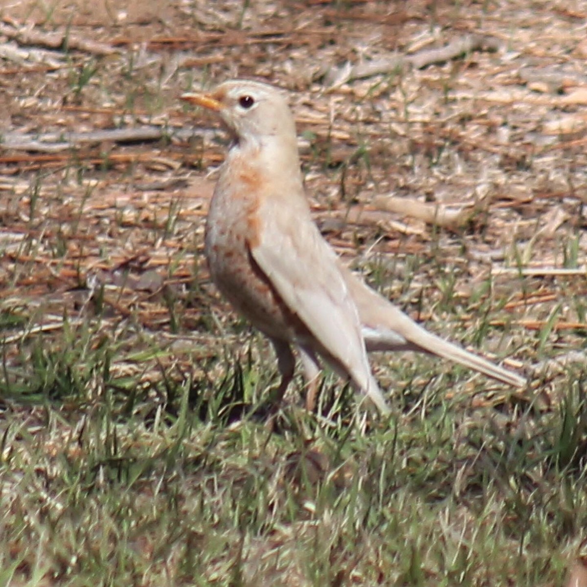 American Robin - ML305349561