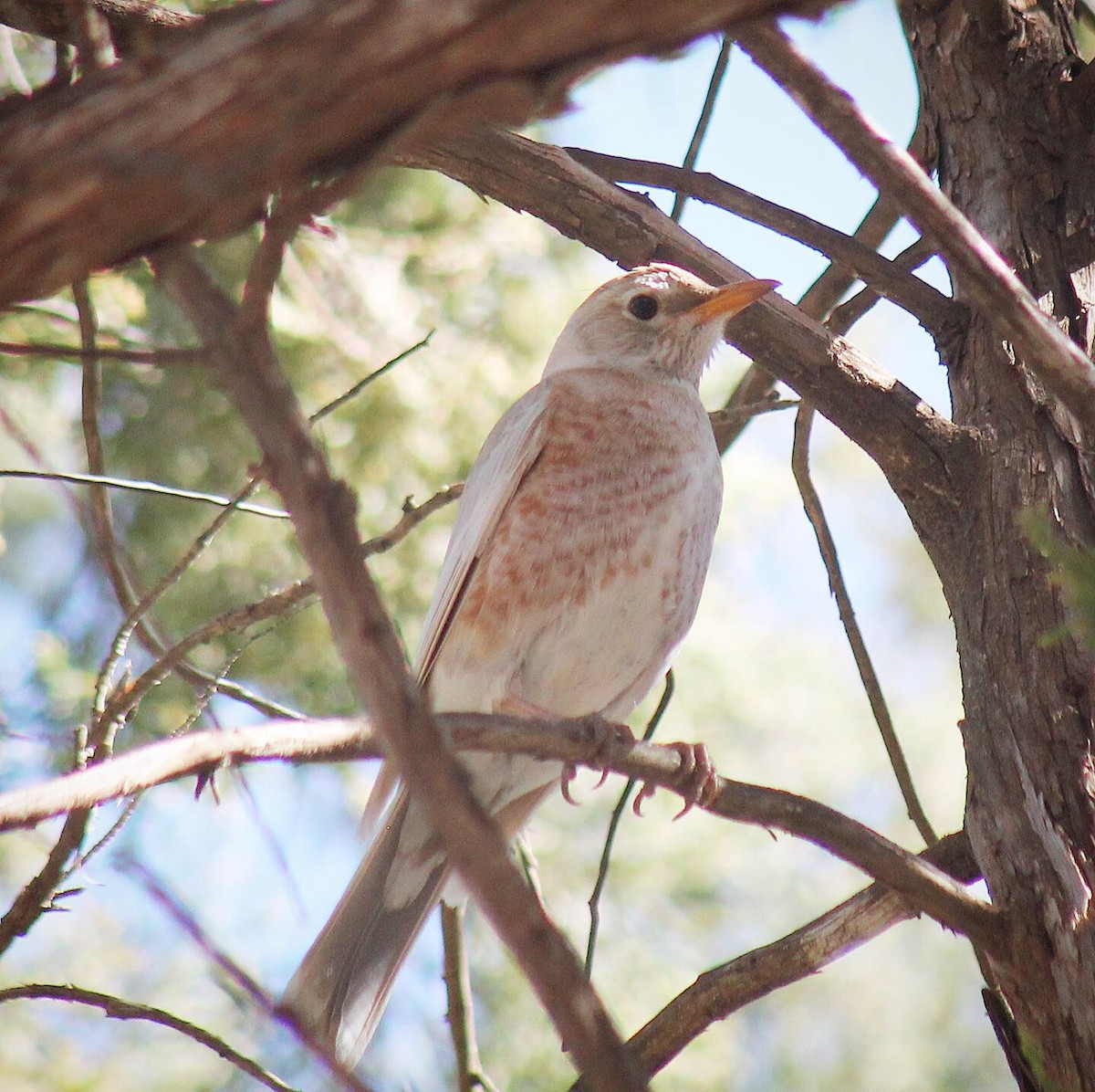 American Robin - ML305349571