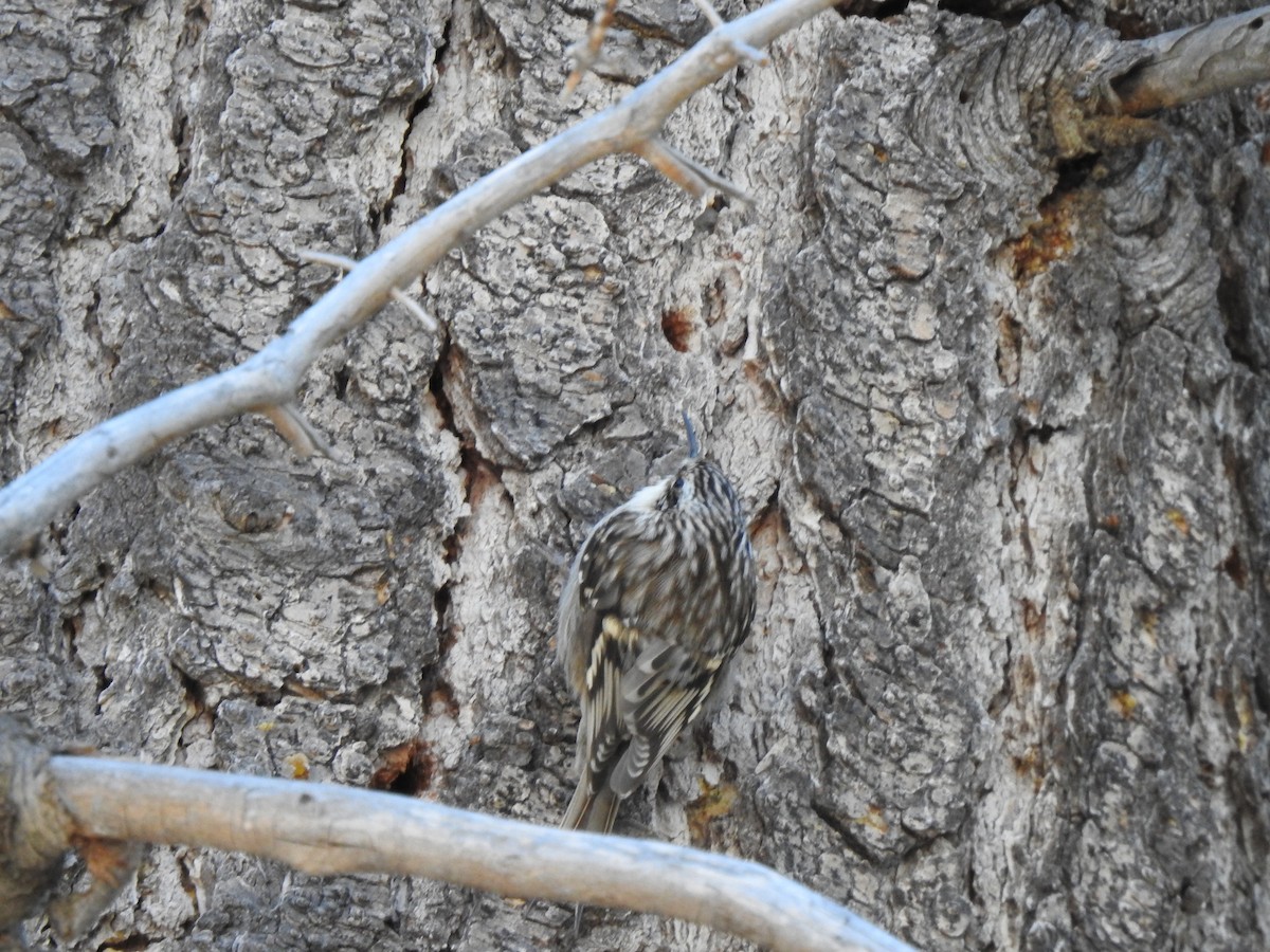 Brown Creeper - ML305349751