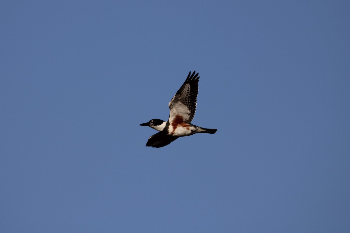 Belted Kingfisher - Kevin Denice