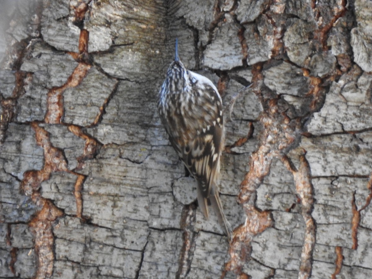 Brown Creeper - ML305349821