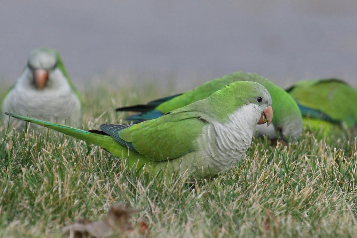 Monk Parakeet - ML305350541