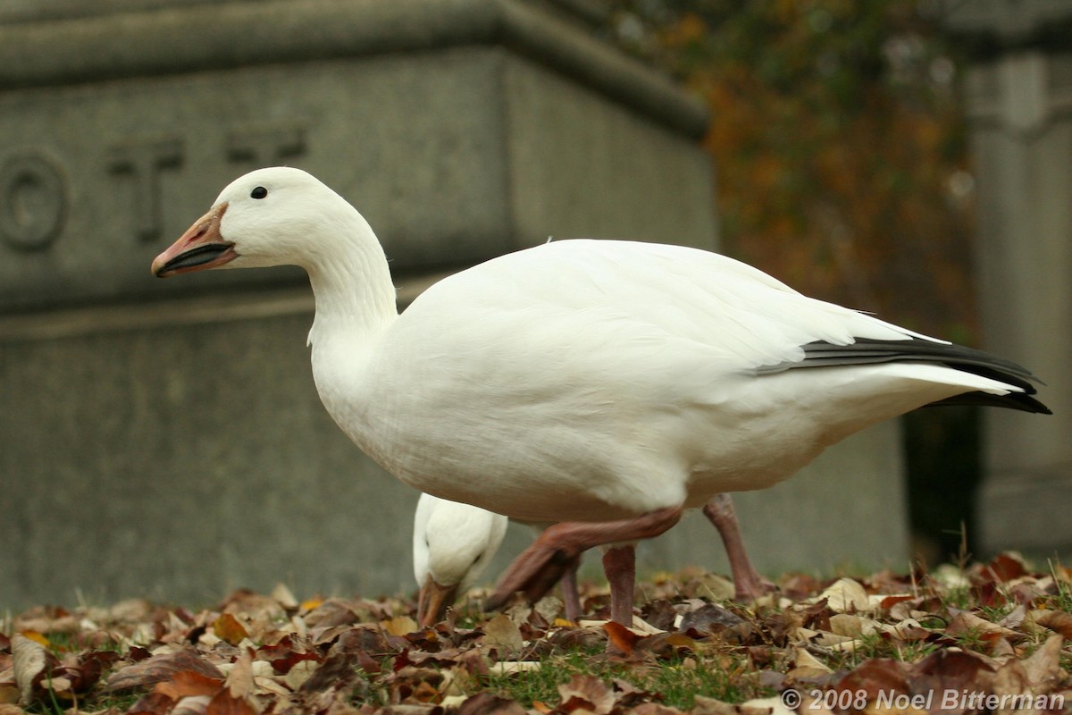 Snow Goose - ML305350991