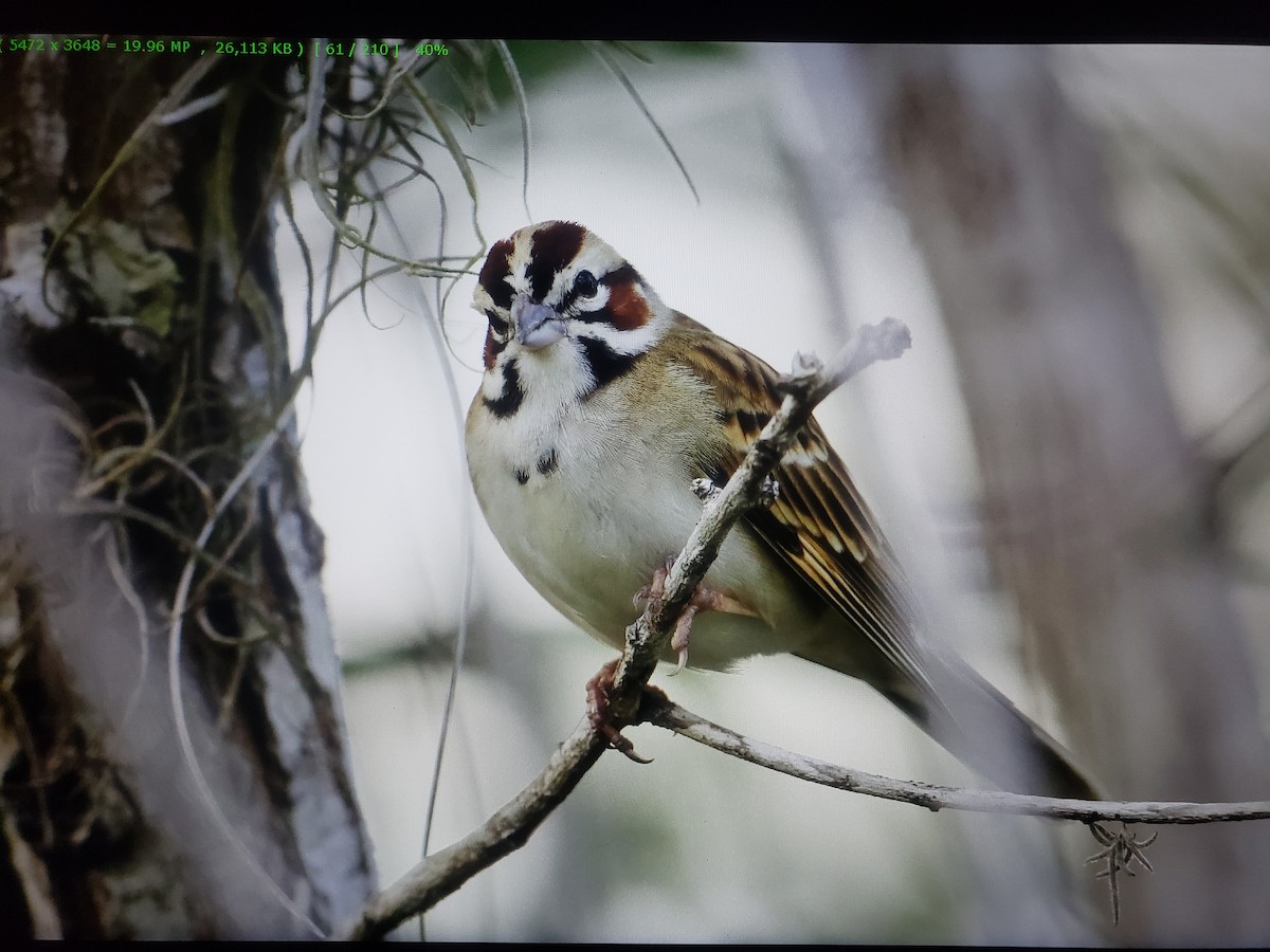 Lark Sparrow - ML305353391