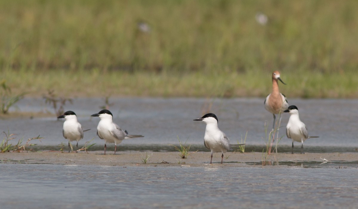 Gull-billed Tern - ML30535481