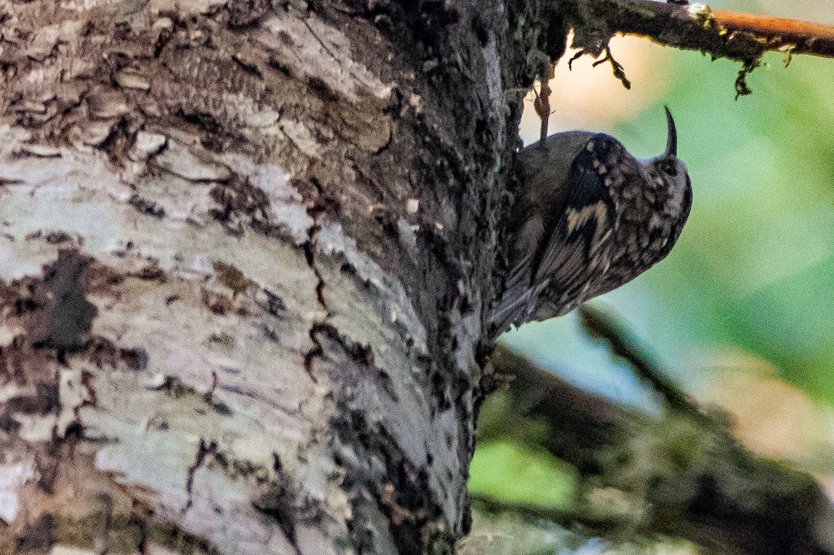 Brown Creeper - ML305355051