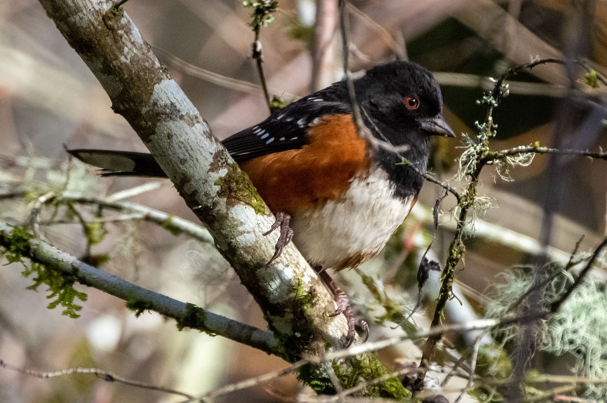 Spotted Towhee - Phil Kahler