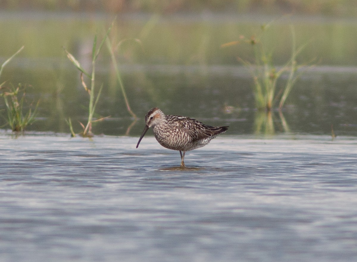 Stilt Sandpiper - ML30535591