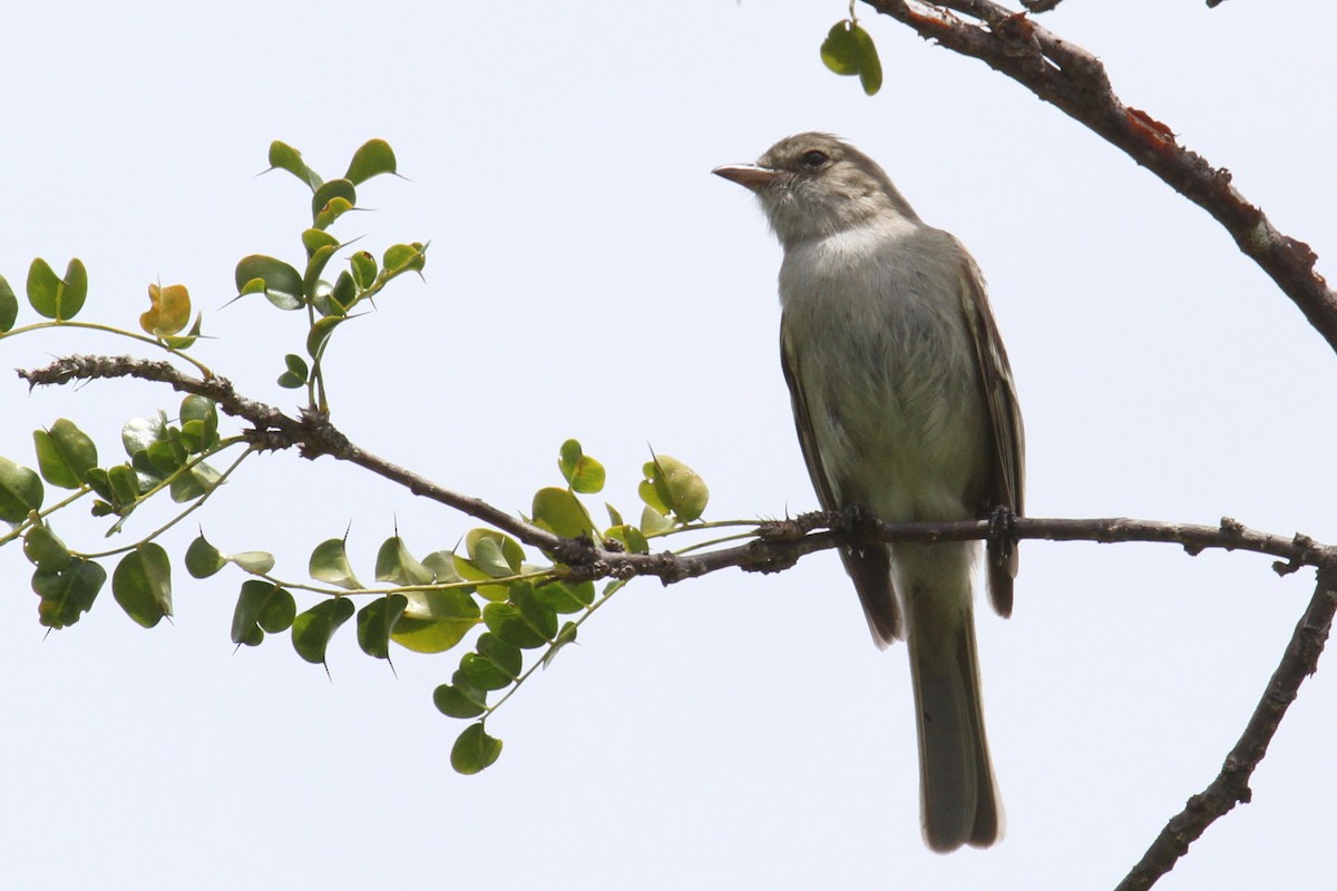 Caribbean Elaenia - Jun Tsuchiya