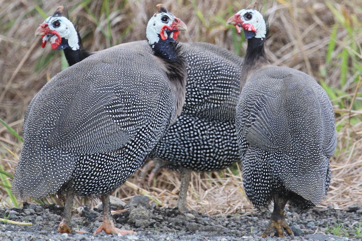 Helmeted Guineafowl - ML305357181