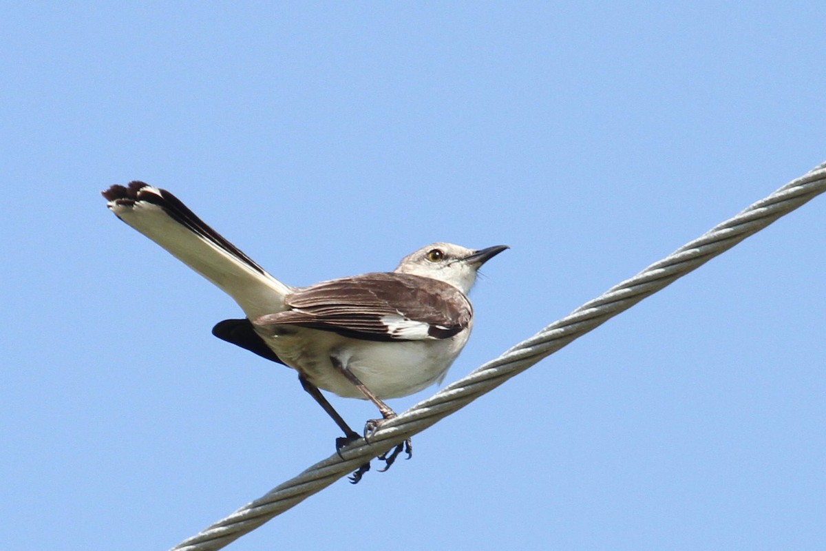 Northern Mockingbird - ML305357271