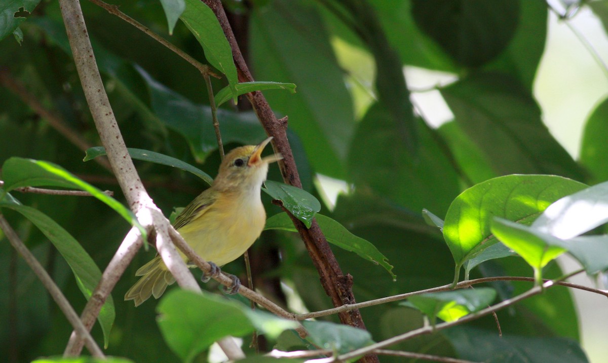 gullpannevireo - ML30535741