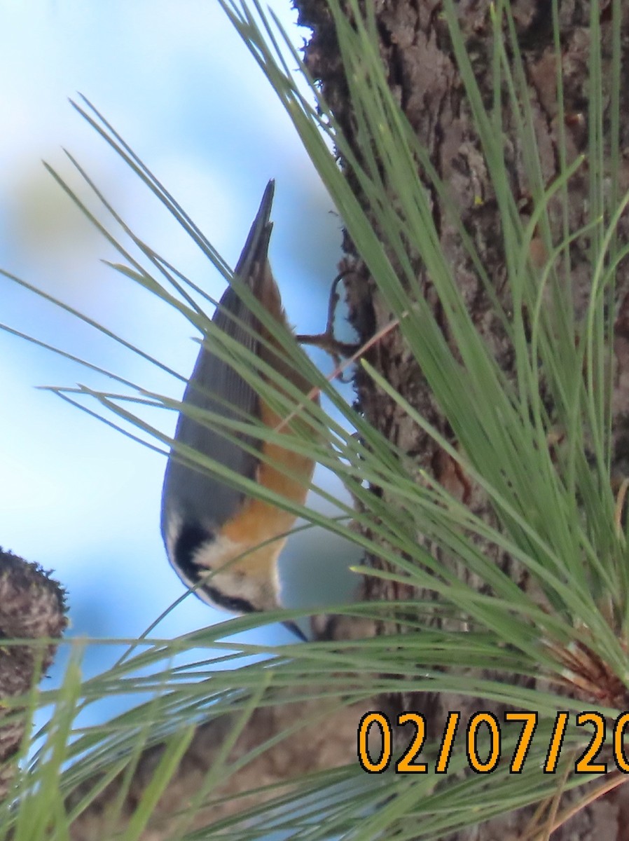 Red-breasted Nuthatch - ML305357491