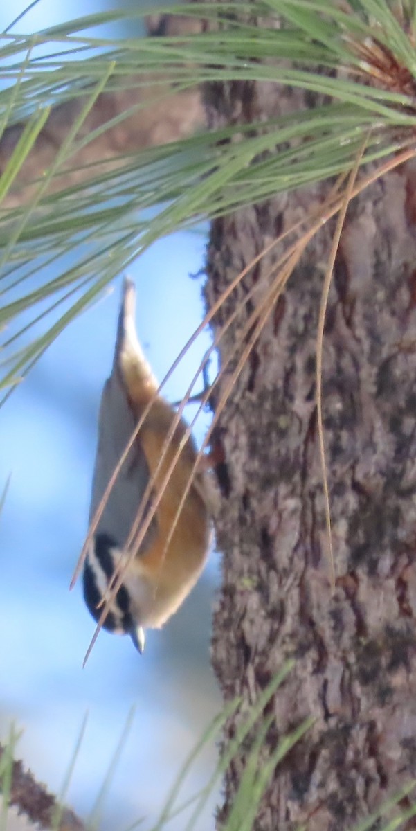 Red-breasted Nuthatch - ML305357531