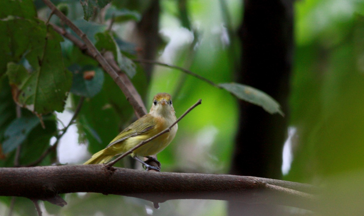 gullpannevireo - ML30535761