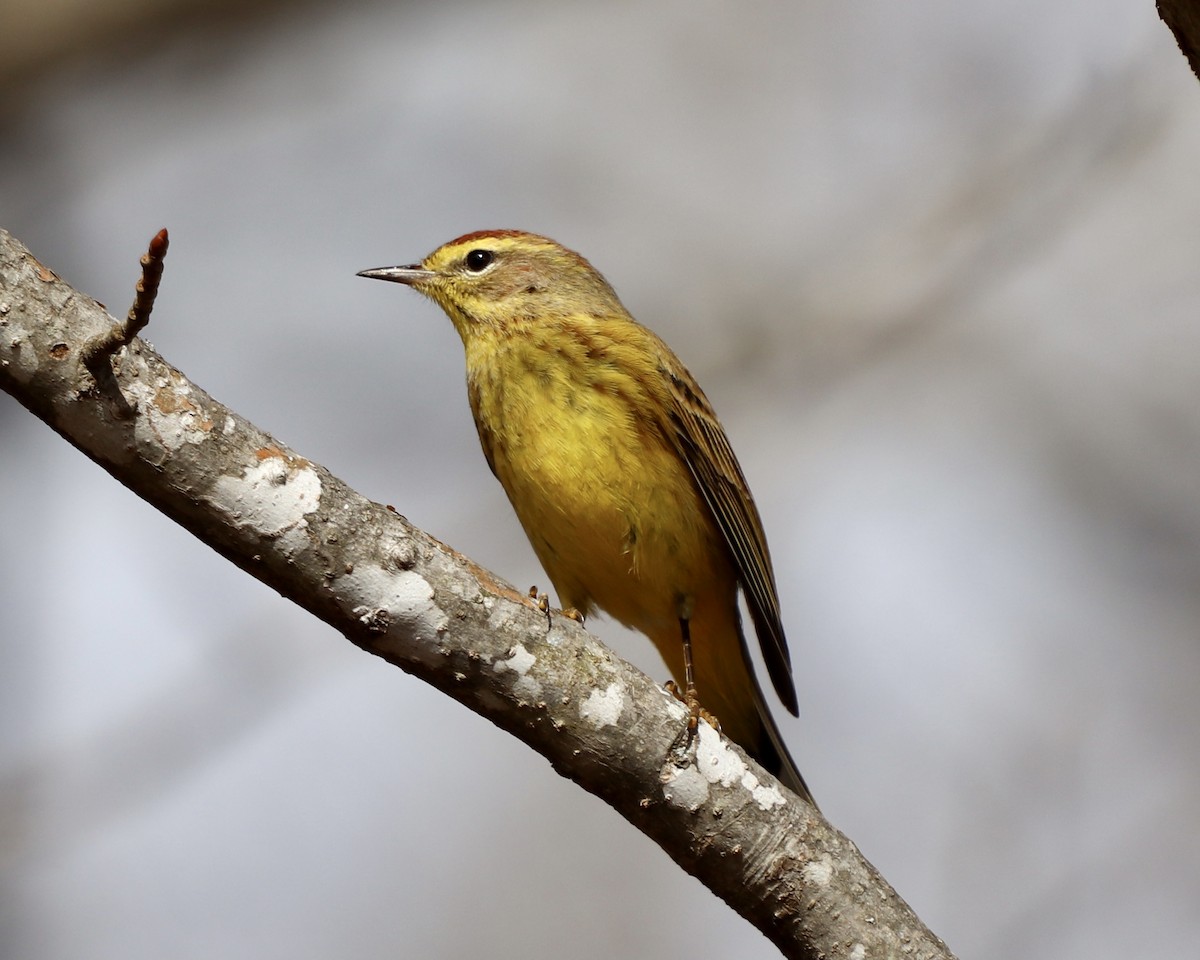 Palm Warbler - ML305357671