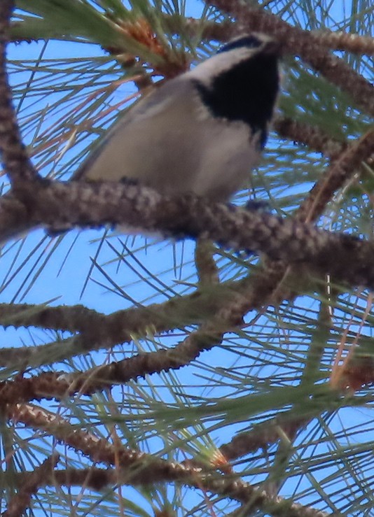 Mountain Chickadee - ML305358421