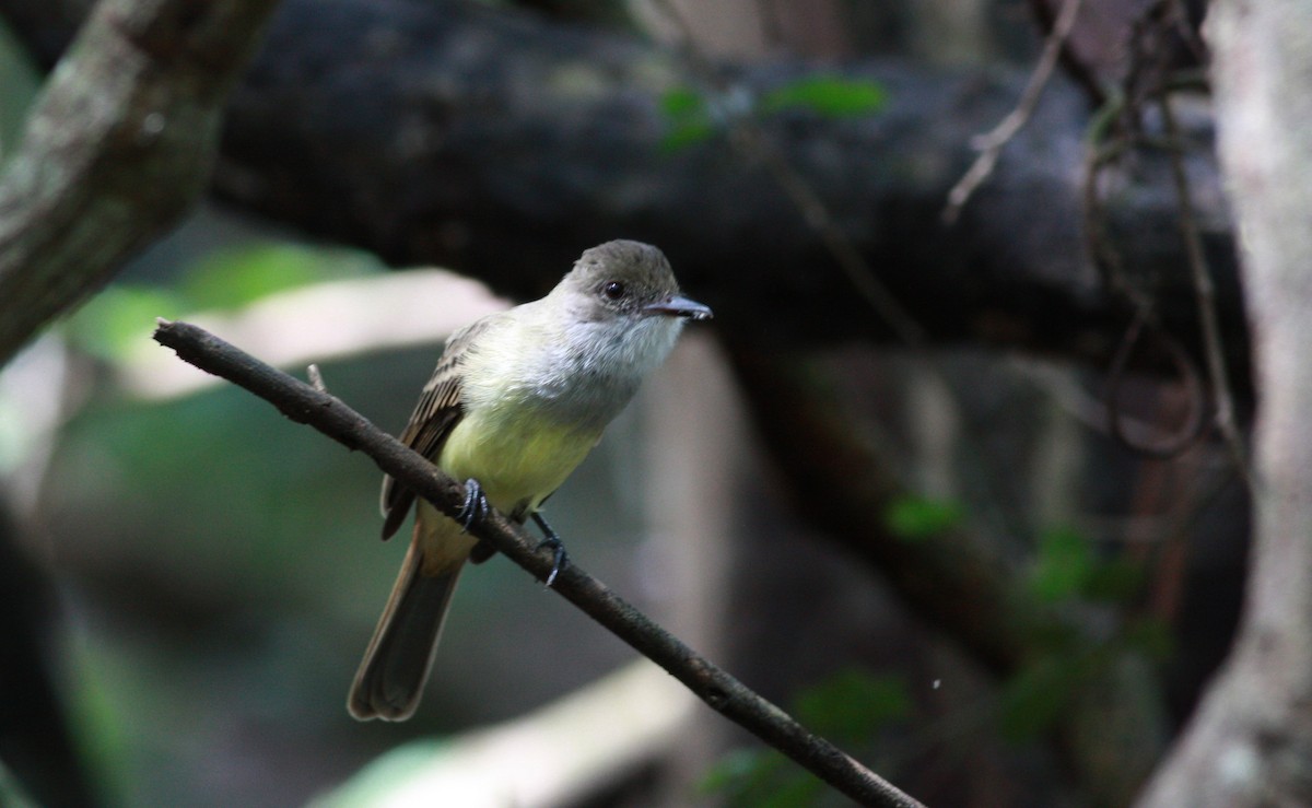 Dusky-capped Flycatcher - ML30535921