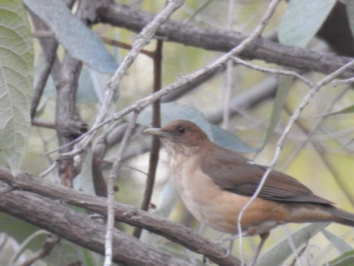 Clay-colored Thrush - Iván Reséndiz Cruz