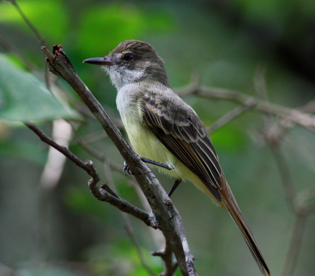 Dusky-capped Flycatcher - ML30536051