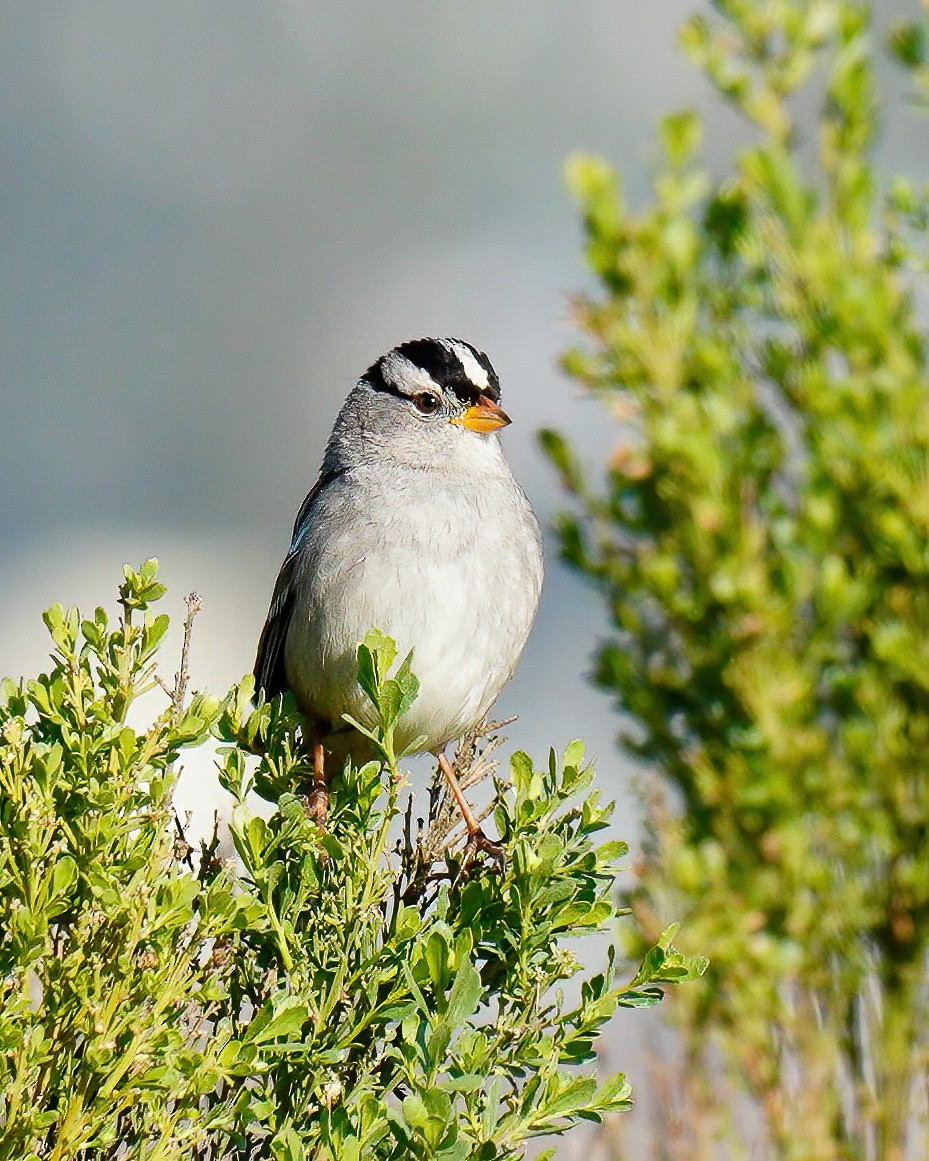 White-crowned Sparrow - Yibo Guo