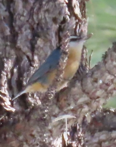Red-breasted Nuthatch - ML305362181