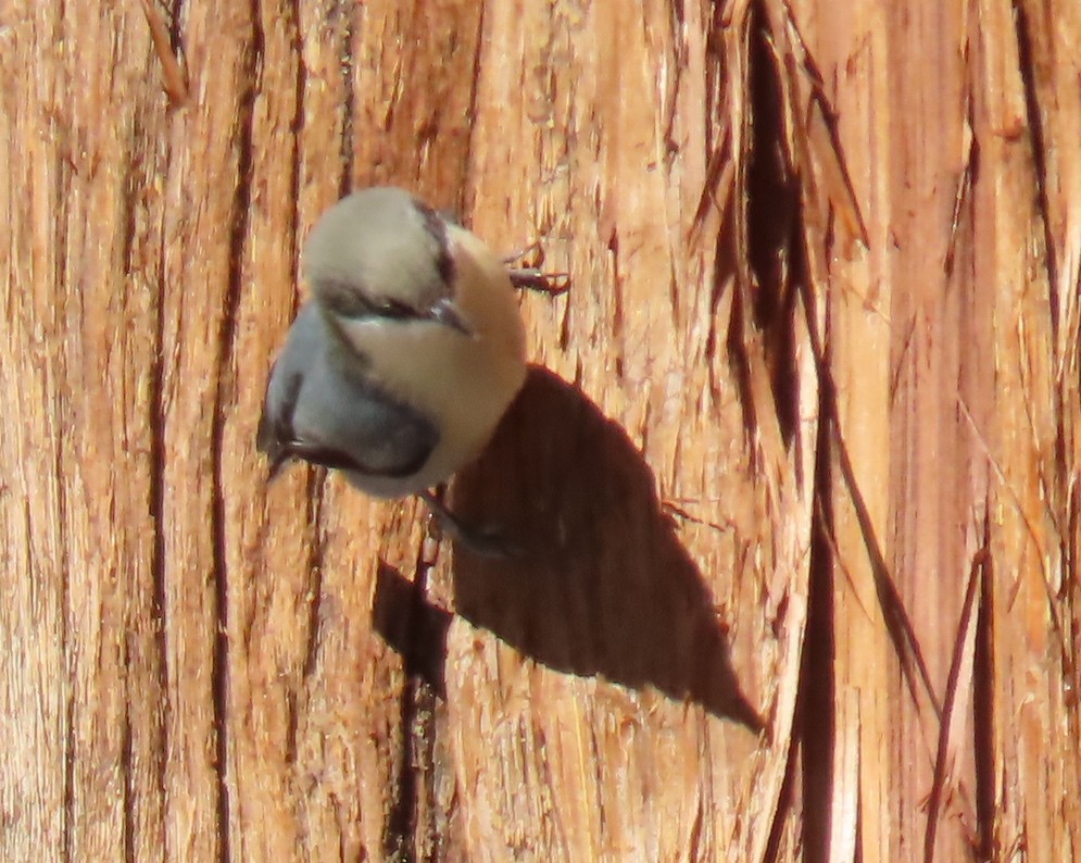 Pygmy Nuthatch - ML305362311