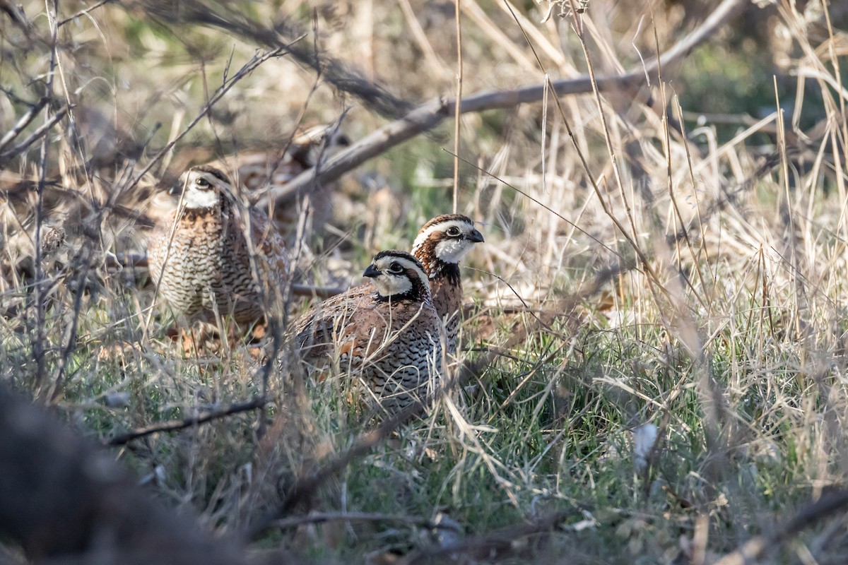 Northern Bobwhite - ML305362501