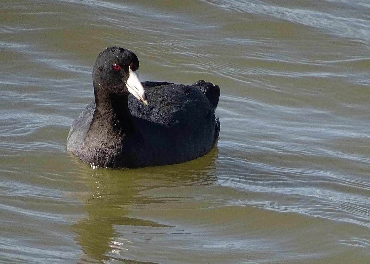 American Coot - Glenda Keilstrup