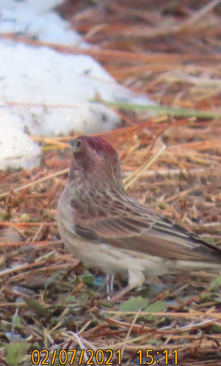 Cassin's Finch - ML305362931