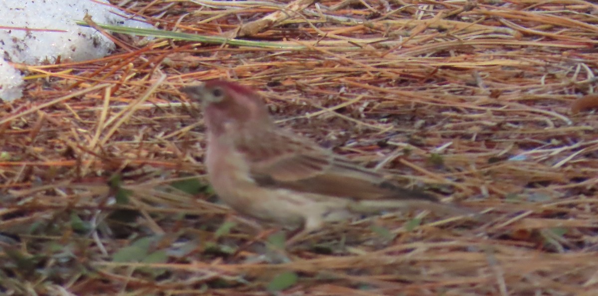 Cassin's Finch - ML305363011