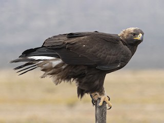 Immature - Golden Eagle