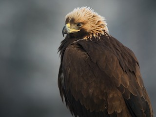 Immature - Golden Eagle