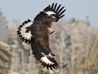 Immature - Golden Eagle