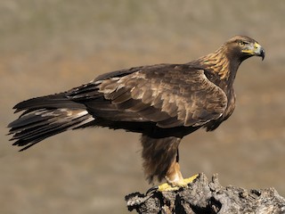 Immature - Golden Eagle