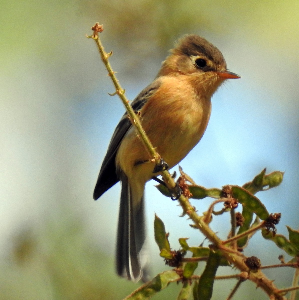 Buff-breasted Flycatcher - ML305367531