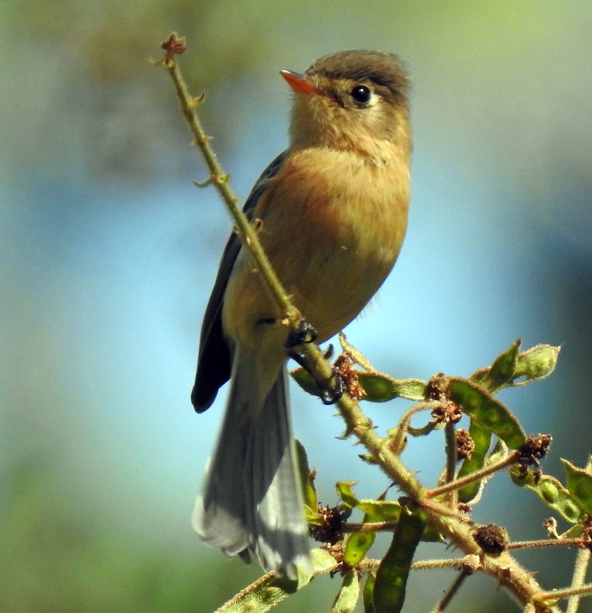 Buff-breasted Flycatcher - ML305367561