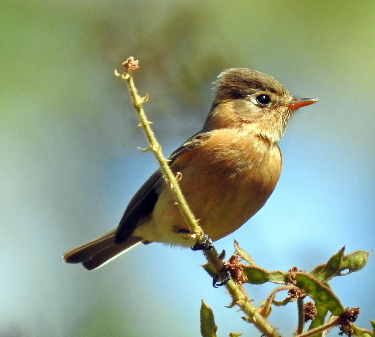 Buff-breasted Flycatcher - ML305367571