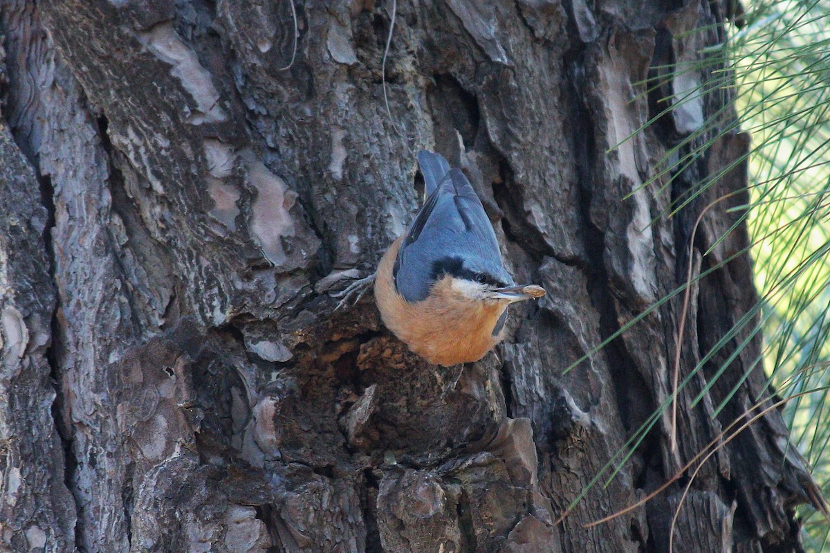 Chestnut-bellied Nuthatch - ML305367841