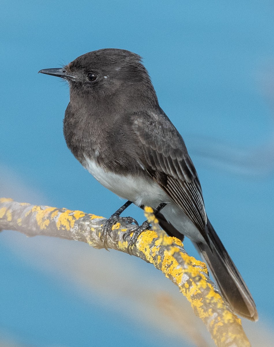 Black Phoebe - Michael  Hingerty