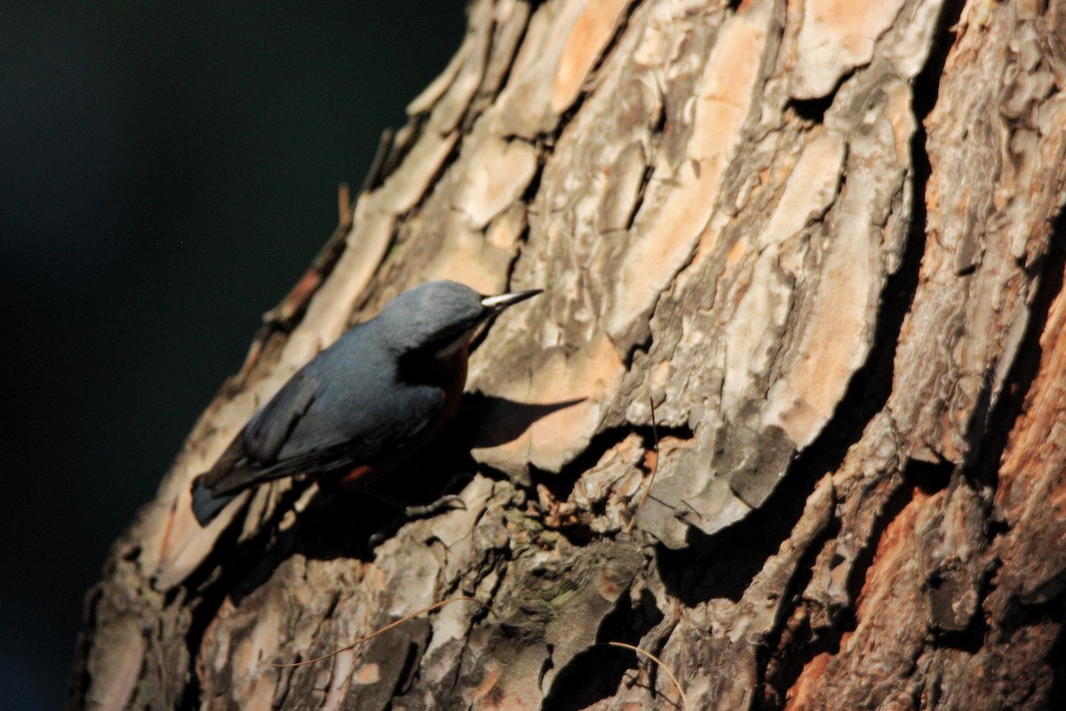 Chestnut-bellied Nuthatch - ML305367951