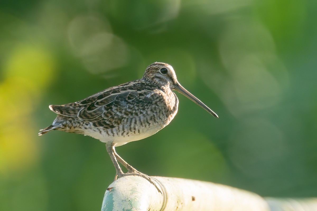 Swinhoe's Snipe - Francis Yap